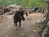 Alto Lago di Como - 098